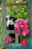 CAT 03 KH0033 01
Black And White Kitten Peeking Out Of Green Window Frame By Pink Roses