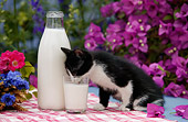 CAT 03 KH0034 01
Black And White Kitten Drinking Milk Out Of Glass On Table By Purple Flowers