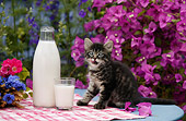 CAT 03 KH0035 01
Tabby Kitten Licking Lips Sitting By Milk On Table By Purple Flowers
