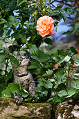 CAT 03 KH0037 01
Tabby Kitten Sitting On Rock In Foliage Looking Up At Orange Rose