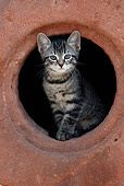 CAT 03 KH0038 01
Tabby Kitten Peering Out Of Hole In Red Stone Wall