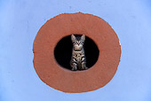 CAT 03 KH0039 01
Tabby Kitten Peering Out Of Hole In Red And Blue Stone Wall