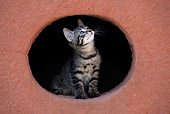 CAT 03 KH0040 01
Tabby Kitten Peering Out Of Hole In Red Stone Wall Looking Up