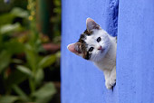 CAT 03 KH0041 01
Tabby Kitten Peering Out Of Hole In Blue Stone Wall