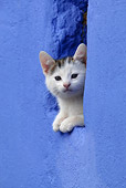 CAT 03 KH0042 01
Tabby Kitten Peering Out Of Hole In Blue Stone Wall