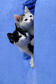 CAT 03 KH0043 01
Black And White Kitten And Tabby Kitten Peering Out Of Hole In Blue Stone Wall