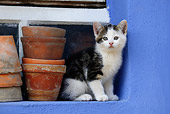 CAT 03 KH0044 01
Tabby Kitten Sitting By Flower Pots On Window Sill In Blue Stone Wall