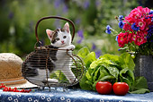 CAT 03 KH0047 01
Tabby Kitten Sitting In Basket On Table By Lettuce Tomatoes Flowers