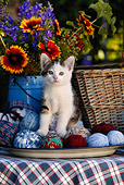 CAT 03 KH0048 01
Tabby Kitten Sitting On Yarn Balls On Table By  Flowers And Basket