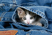 CAT 03 KH0049 01
Tabby Kitten Laying Inside Jeans Leg