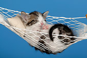 CAT 03 KH0050 01
Tabby Kitten Sleeping In Hammock