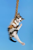 CAT 03 KH0051 01
Tabby Kitten Swinging On Rope Studio