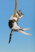 CAT 03 KH0052 01
Tabby Kitten Swinging On Rope Studio