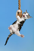 CAT 03 KH0053 01
Tabby Kitten Hanging On Rope Studio