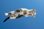 CAT 03 KH0054 01
Tabby Kitten Walking On Glass Viewed From Below Studio