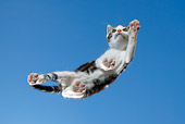 CAT 03 KH0055 01
Tabby Kitten Walking On Glass Viewed From Below Studio
