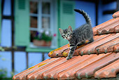 CAT 03 KH0058 01
Tabby Kitten Walking On Tiled Rooftop