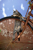 CAT 03 KH0059 01
Tabby Kitten Climbing On Rusty Bicycle Wheel By Wall