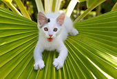 CAT 03 KH0060 01
Gray And White Kitten Sitting On Palm Frond