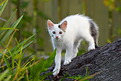CAT 03 KH0061 01
Gray And White Kitten Standing On Palm Tree Trunk Back Arched