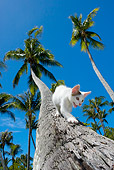 CAT 03 KH0062 01
Gray And White Kitten Climbing Down Palm Tree Trunk