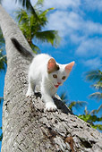 CAT 03 KH0063 01
Gray And White Kitten Climbing Down Palm Tree Trunk