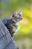 CAT 03 KH0064 01
Tabby Kitten Sitting On Palm Tree Trunk