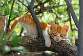 CAT 03 KH0072 01
Orange Tabby Kitten Crouching On Tree Branch