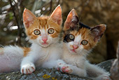 CAT 03 KH0076 01
Orange Tabby Kitten And Calico Kitten Laying On Rock
