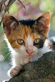 CAT 03 KH0077 01
Head Shot Of Calico Kitten Laying On Rock