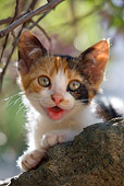 CAT 03 KH0078 01
Head Shot Of Calico Kitten Laying On Rock