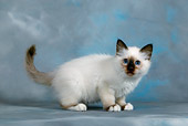 CAT 03 KH0080 01
Birman Seal Point Kitten Standing Studio