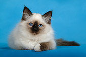 CAT 03 KH0081 01
Birman Seal Point Kitten Laying Down Studio