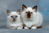 CAT 03 KH0082 01
Birman Blue Point And Seal Point Kittens Laying Down Studio
