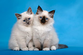 CAT 03 KH0083 01
Birman Blue Point And Seal Point Kittens Sitting Studio