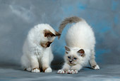 CAT 03 KH0084 01
Birman Seal Point And Blue Point Kittens Sitting And Stretching Studio