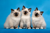CAT 03 KH0085 01
Three Birman Seal Point Kittens Sitting Studio