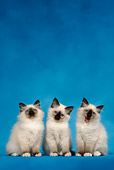 CAT 03 KH0086 01
Three Birman Seal Point Kittens Sitting Studio