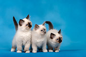 CAT 03 KH0087 01
Three Birman Seal Point And Blue Point Kittens Standing Studio