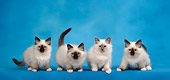 CAT 03 KH0088 01
Four Birman Seal Point And Blue Point Kittens Standing Studio