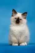 CAT 03 KH0089 01
Birman Seal Point Kitten Sitting Studio