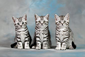 CAT 03 KH0091 01
Three British Shorthair Silver Tabby Kittens Sitting Studio