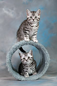 CAT 03 KH0094 01
Two British Shorthair Silver Tabby Kittens With Barrel Toy Studio