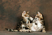 CAT 03 KH0096 01
Two Sokoke Brown Tabby Kittens Playing Studio