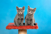 CAT 03 KH0098 01
Two Russian Blue Kittens Sitting On Red Scratching Post Studio
