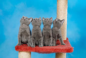 CAT 03 KH0099 01
Four Russian Blue Kittens Sitting On Red Scratching Post Looking Up Studio