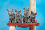 CAT 03 KH0100 01
Four Russian Blue Kittens Sitting On Red Scratching Post Studio