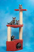 CAT 03 KH0101 01
Five Russian Blue Kittens Sitting On Red Scratching Post Studio