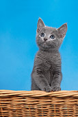 CAT 03 KH0102 01
Russian Blue Kitten Standing In Wicker Basket Studio