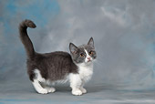 CAT 03 KH0103 01
Gray And White Munchkin Kitten Standing Studio